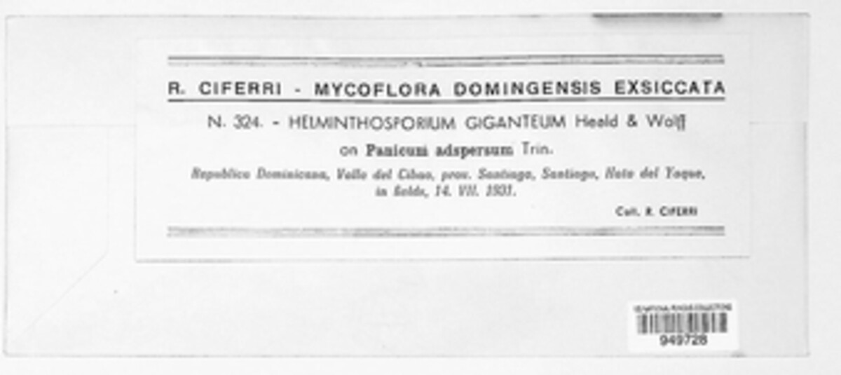 Bipolaris gigantea image